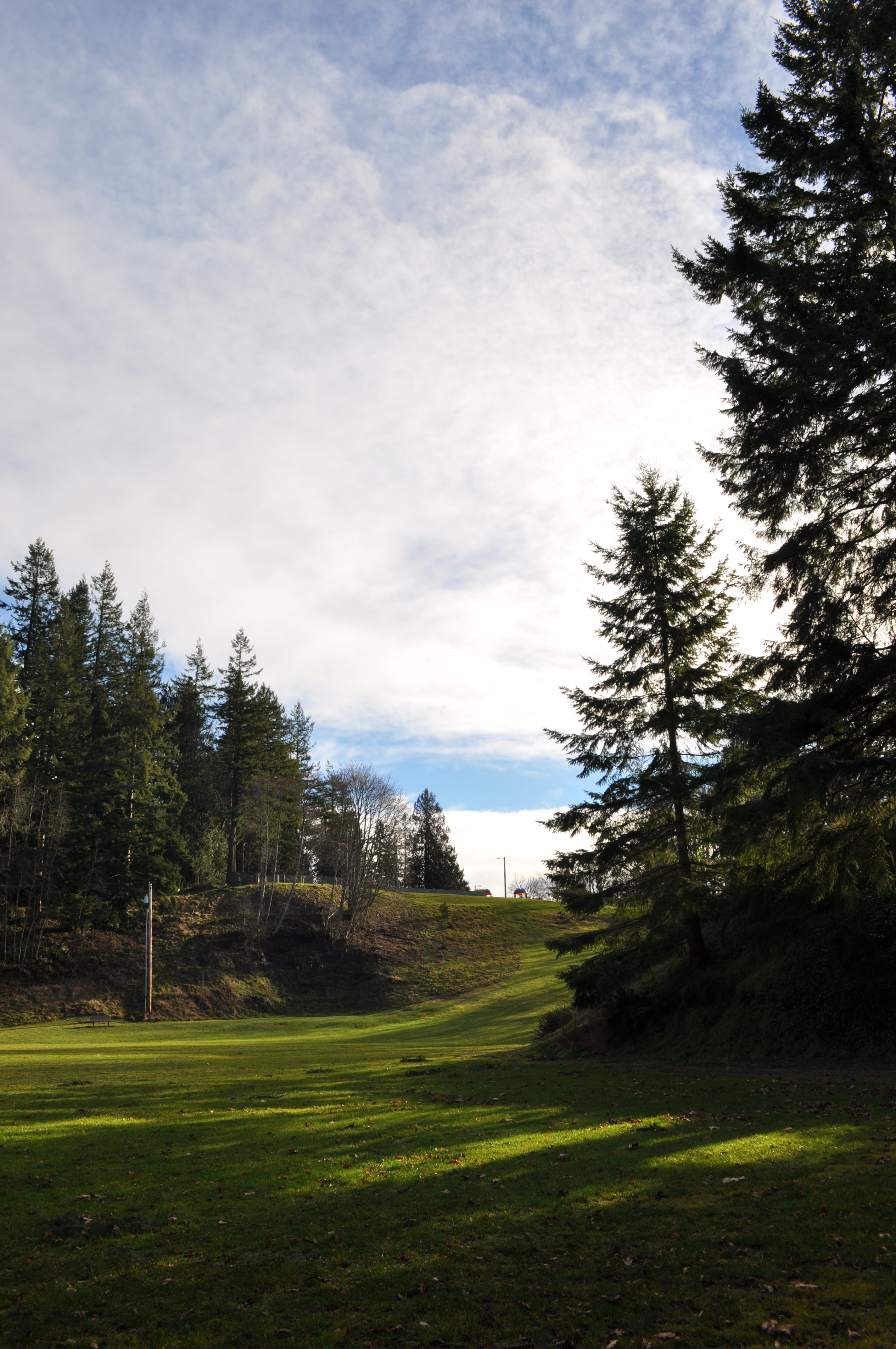 Forest Park | Year of Seattle Parks